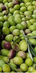 Halhali yeşil zeytin